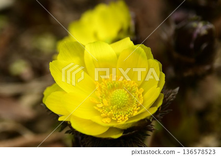 The Adonis flowers have bloomed! The Adonis flowers have bloomed! 136578523