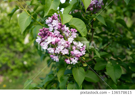 Vibrant lilac blossoms amidst lush green foliage in spring garden 136578615