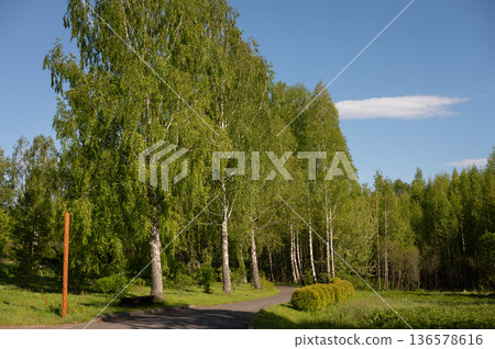 Serene forest path with birch trees under clear blue sky Serene forest path with birch trees under clear blue sky 136578616