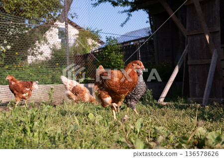 Free-range chickens foraging in a sunny backyard coop Free-range chickens foraging in a sunny backyard coop 136578626