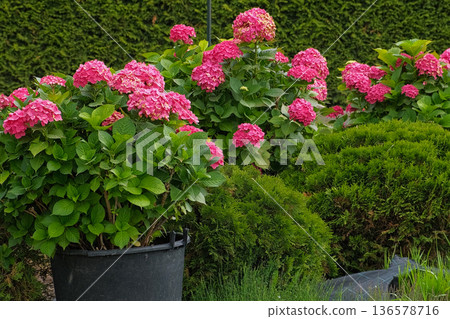 Hydrangea paniculata and conifer. Beautiful Garden path made of natural stones, gravel. Huge landscaping trend. Lawn, shrubbery in the backyard. Scenic of nice landscaped. Walkway. Green home design Hydrangea paniculata and conifer. Beautiful Garden path made of natural stones, gravel. Huge landscaping trend. Lawn, shrubbery in the backyard. Scenic of nice landscaped. Walkway. Green home design 136578716