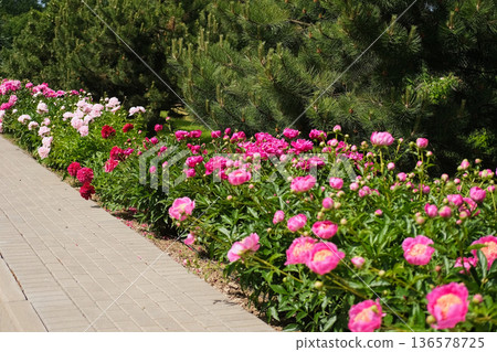 Pink peony growing, blurred leaves background. Gently fresh flower bush. Gardening, landscaping. Plant Nurse Ad. Backdrop for product promote. Flower shop. Green home garden. Landscape design. Path 136578725