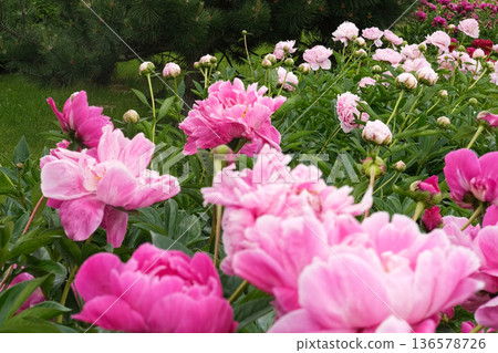 Pink peony growing, blurred leaves background. Gently fresh flower bush. Gardening, landscaping. Plant Nurse Ad. Backdrop for product promote. Flower shop. Green home garden. Landscape design. Path Pink peony growing, blurred leaves background. Gently fresh flower bush. Gardening, landscaping. Plant Nurse Ad. Backdrop for product promote. Flower shop. Green home garden. Landscape design. Path 136578726