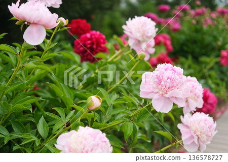 Pink peony growing, blurred leaves background. Gently fresh flower bush. Gardening, landscaping. Plant Nurse Ad. Backdrop for product promote. Flower shop. Green home garden. Landscape design. Path Pink peony growing, blurred leaves background. Gently fresh flower bush. Gardening, landscaping. Plant Nurse Ad. Backdrop for product promote. Flower shop. Green home garden. Landscape design. Path 136578727
