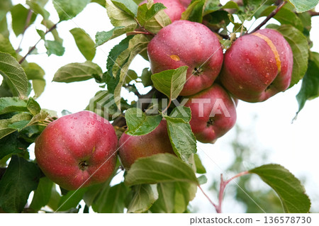 Ripe Apples in the Apple Orchard before Harvesting. Big Red delicious Apples Hanging from a Tree Branch in the Fruit Garden at Fall Harvest. Basket of Apples. Autumn Cloudy Day, Soft Shadow. 4K Ripe Apples in the Apple Orchard before Harvesting. Big Red delicious Apples Hanging from a Tree Branch in the Fruit Garden at Fall Harvest. Basket of Apples. Autumn Cloudy Day, Soft Shadow. 4K 136578730