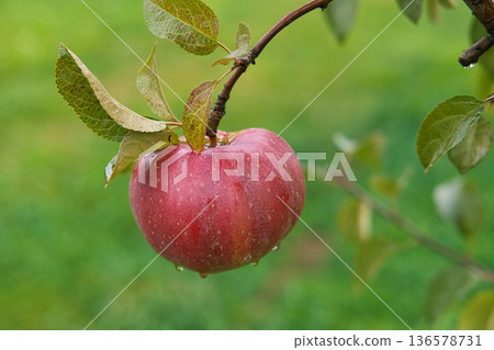 Ripe Apples in the Apple Orchard before Harvesting. Big Red delicious Apples Hanging from a Tree Branch in the Fruit Garden at Fall Harvest. Basket of Apples. Autumn Cloudy Day, Soft Shadow. 4K Ripe Apples in the Apple Orchard before Harvesting. Big Red delicious Apples Hanging from a Tree Branch in the Fruit Garden at Fall Harvest. Basket of Apples. Autumn Cloudy Day, Soft Shadow. 4K 136578731