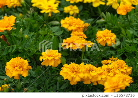 Tagetes. Marigold. Blooming orange-yellow flower heads and green leaves. Closeup of orange marigold flowers in full bloom and foliage. Garden nature background. Ornamental flowering plants. Flowerbed Tagetes. Marigold. Blooming orange-yellow flower heads and green leaves. Closeup of orange marigold flowers in full bloom and foliage. Garden nature background. Ornamental flowering plants. Flowerbed 136578736