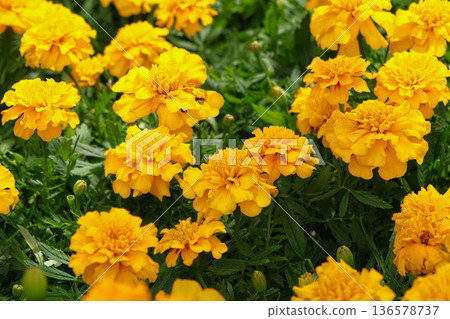 Tagetes. Marigold. Blooming orange-yellow flower heads and green leaves. Closeup of orange marigold flowers in full bloom and foliage. Garden nature background. Ornamental flowering plants. Flowerbed Tagetes. Marigold. Blooming orange-yellow flower heads and green leaves. Closeup of orange marigold flowers in full bloom and foliage. Garden nature background. Ornamental flowering plants. Flowerbed 136578737