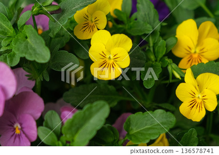 Wild pansies, Viola Tricolor, also known as Johnny Jump Up. Many Purple and Yellow Flowers. Pansies on a Backyard. Landscaping in Green Home Garden. Landscape Design with Flower beds in Summer. 136578741