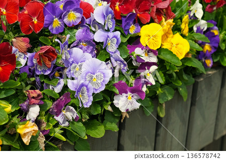 Wild pansies, Viola Tricolor, also known as Johnny Jump Up. Many Purple and Yellow Flowers. Pansies on a Backyard. Landscaping in Green Home Garden. Landscape Design with Flower beds in Summer. 136578742
