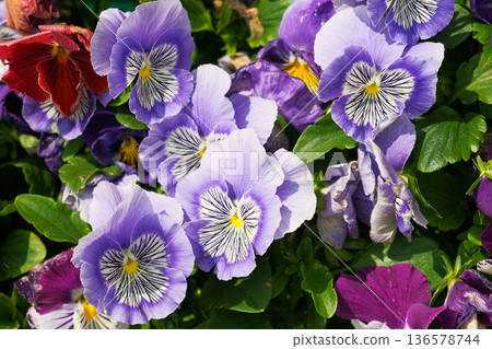 Wild pansies, Viola Tricolor, also known as Johnny Jump Up. Many Purple and Yellow Flowers. Pansies on a Backyard. Landscaping in Green Home Garden. Landscape Design with Flower beds in Summer. 136578744