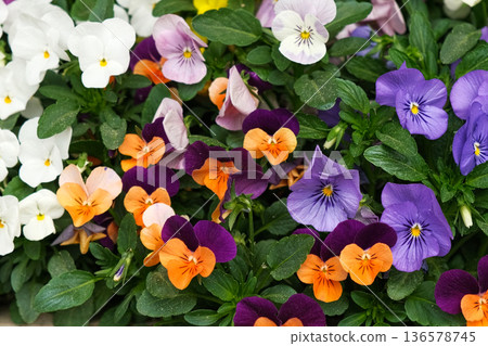 Wild pansies, Viola Tricolor, also known as Johnny Jump Up. Many Purple and Yellow Flowers. Pansies on a Backyard. Landscaping in Green Home Garden. Landscape Design with Flower beds in Summer. 136578745