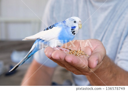 Owner man feeding a budgie. Close-up. White blue budgerigar perching on the hand. Pet bird is eating cucumber from human palm. Cozy Indoor Setting. Person is gently handfeeding a parrot in bright room 136578749