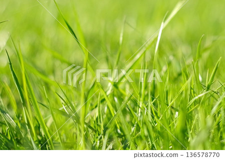 Juicy bright green grass in sunlight. Close up. Lawn background. Texture of new grass growing in field. Meadow on warm sunset or sunrise time. Tranquil nature scene. Golden hour. Greenery, dew drops Juicy bright green grass in sunlight. Close up. Lawn background. Texture of new grass growing in field. Meadow on warm sunset or sunrise time. Tranquil nature scene. Golden hour. Greenery, dew drops 136578770