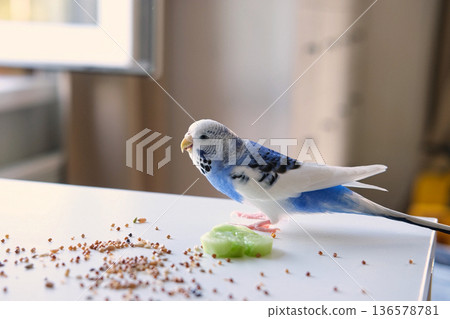Colorful Budgerigar Feeding Playfully. Vibrant White Blue Budgie Bird is Perched Near a Bunch of Scattered Seeds. Bright Cozy Indoor Setting. Close-up. Funny Pet Parrot. Domestic Animal Parakeet Colorful Budgerigar Feeding Playfully. Vibrant White Blue Budgie Bird is Perched Near a Bunch of Scattered Seeds. Bright Cozy Indoor Setting. Close-up. Funny Pet Parrot. Domestic Animal Parakeet 136578781