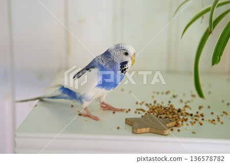 Colorful Budgerigar Feeding Playfully. Vibrant White Blue Budgie Bird is Perched Near a Bunch of Scattered Seeds. Bright Cozy Indoor Setting. Close-up. Funny Pet Parrot. Domestic Animal Parakeet Colorful Budgerigar Feeding Playfully. Vibrant White Blue Budgie Bird is Perched Near a Bunch of Scattered Seeds. Bright Cozy Indoor Setting. Close-up. Funny Pet Parrot. Domestic Animal Parakeet 136578782