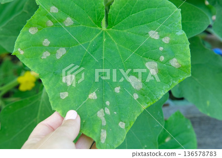 Cucumber disease. Spotted, yellowed and diseased cucumber leaf affected by a disease or pests caused by harmful insects, plant fungi, thrips and other diseases. Infection on leaves in Female Hands. Cucumber disease. Spotted, yellowed and diseased cucumber leaf affected by a disease or pests caused by harmful insects, plant fungi, thrips and other diseases. Infection on leaves in Female Hands. 136578783