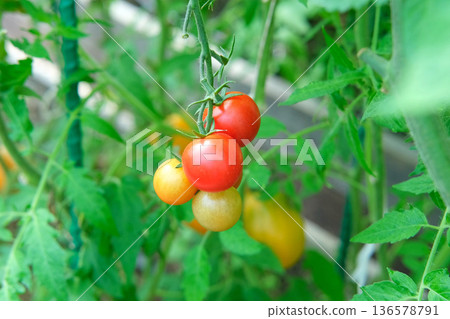 Fresh green and red tomatoes growing and ripening on a vine. Close-up view of tomato plant with juicy tomato cluster. Homegrown healthy food. Gardening, control examining harvesting of organic produce 136578791