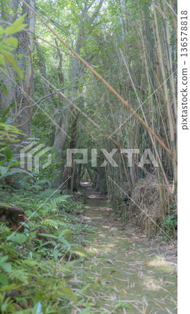 山間一條狹窄的小路，穿過無邊無際的竹林。 136578818