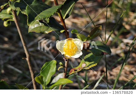 Green tea flowers in the garden Green tea flowers in the garden 136578820