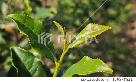 green tea leaves and tender shoots from the tea plantation. 136578821