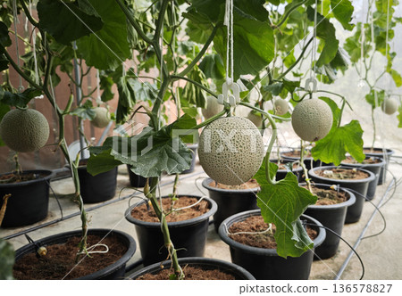 Green cantaloupe melon plants are growing in the greenhouse 136578827
