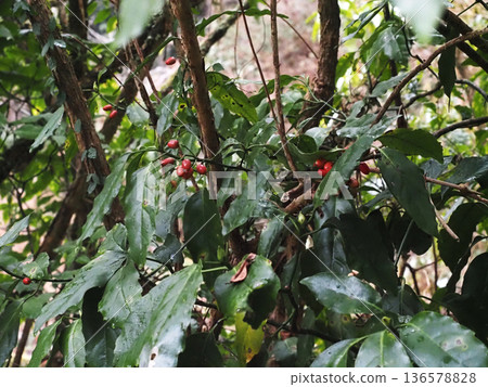 紅莓青木(吉野河上游的青木) 紅莓青木(吉野河上游的青木) 136578828