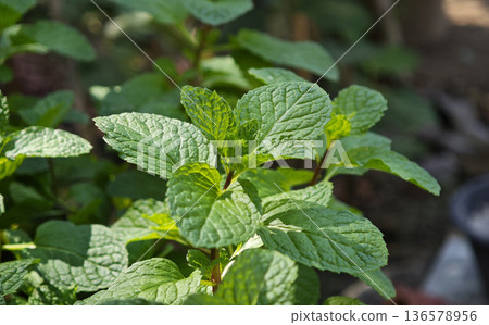 Organic green mint leaves close up 136578956