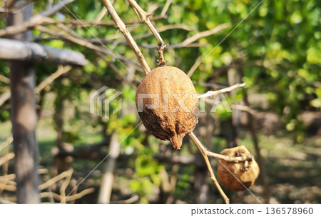 Dried lemon or lime tree and dried lemons. Lemons, dried in lemon tree. Dried lemon or lime tree and dried lemons. Lemons, dried in lemon tree. 136578960