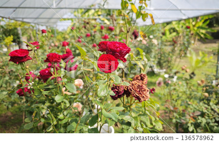 Red roses are blooming in the garden. 136578962