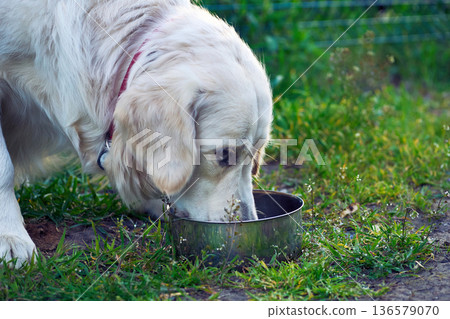 Thirsty. White Retriever drinking water on grassy lawn Thirsty. White Retriever drinking water on grassy lawn 136579070