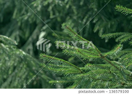 Green Fir Branches and Needles. Spruce Close Up. Evergreen Plant. Fluffy Green Fir Tree. Christmas Wallpaper Concept. Copy Space. Xmas Textured Background. Copy space. Mock Up for Bio, Eco Products Ad Green Fir Branches and Needles. Spruce Close Up. Evergreen Plant. Fluffy Green Fir Tree. Christmas Wallpaper Concept. Copy Space. Xmas Textured Background. Copy space. Mock Up for Bio, Eco Products Ad 136579100
