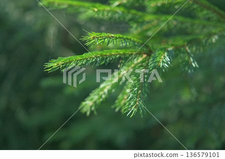 Green Fir Branches and Needles. Spruce Close Up. Evergreen Plant. Fluffy Green Fir Tree. Christmas Wallpaper Concept. Copy Space. Xmas Textured Background. Copy space. Mock Up for Bio, Eco Products Ad Green Fir Branches and Needles. Spruce Close Up. Evergreen Plant. Fluffy Green Fir Tree. Christmas Wallpaper Concept. Copy Space. Xmas Textured Background. Copy space. Mock Up for Bio, Eco Products Ad 136579101