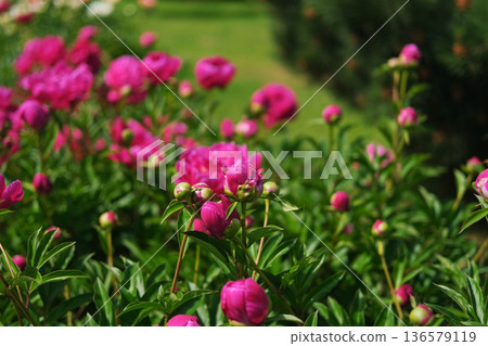 Pink peony growing, blurred leaves background. Gently fresh flower bush. Gardening, landscaping. Plant Nurse Ad. Backdrop for product promote. Flower shop. Green home garden. Landscape design. Path 136579119