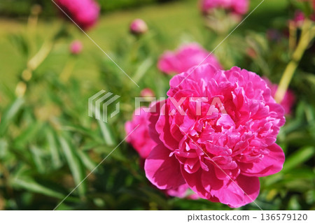 Pink peony growing, blurred leaves background. Gently fresh flower bush. Gardening, landscaping. Plant Nurse Ad. Backdrop for product promote. Flower shop. Green home garden. Landscape design. Path 136579120