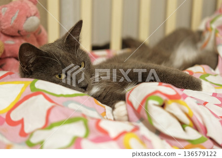 Portrait of Funny Gray Kitten Lying on Pink Textile. Our Favorite Pet. Copy Space. Young Cat Sleeping Under a Blanket in Owner's Bed. Happy Little Cat Lovely Resting. Love to Animals. Kitty Close up. 136579122