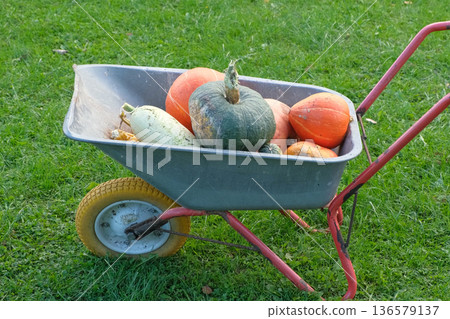 Wheelbarrow in the garden. Barrow with harvest vegetables. Landscape yard work. Organic vegetable garden in urban area. Home grown fruits, zucchini, orange pumpkins. Beautiful backyard arrangement 136579137
