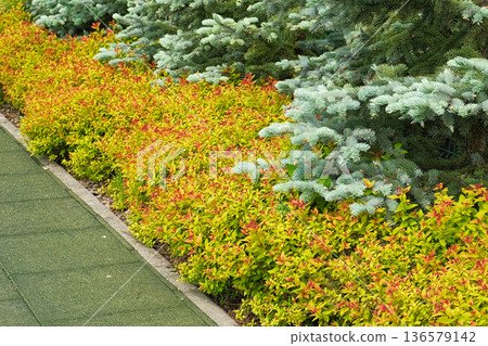 Frontyard Paver Walkway. Beautiful Ornamental Garden landscape design. Path made of natural stones, gravel. Landscaping modern trend. Lawn, shrubbery in the backyard. Abundance Of Plants Shrubs, Trees 136579142