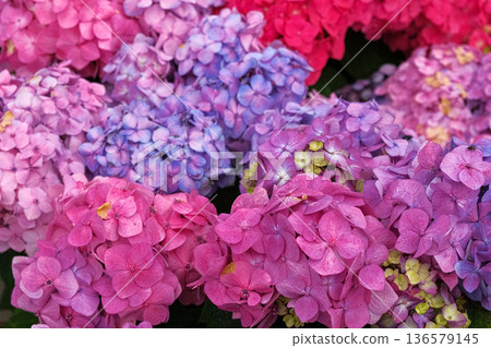 Hydrangea blooming. Blue, purple and pink heads of hydrangea flower petals. Beautiful Garden. Landscaping trend. Shrubbery blooms in the backyard. Scenic of nice landscaped. Green home design. Closeup Hydrangea blooming. Blue, purple and pink heads of hydrangea flower petals. Beautiful Garden. Landscaping trend. Shrubbery blooms in the backyard. Scenic of nice landscaped. Green home design. Closeup 136579145