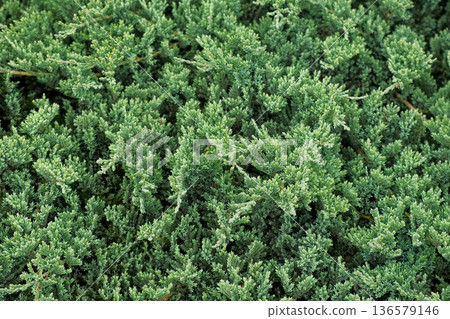 Juniperus Procumbens Nana. Landscaped Chinese juniper evergreen conifer, thuja. Strong-growing mat-forming plant. Beautiful English style cottage garden. Ornamental plant composition. Real Video 4K 136579146
