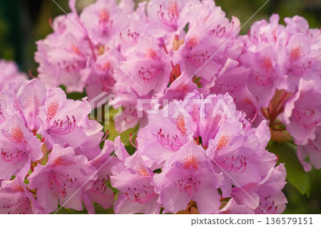 Blossoming rhododendron flowers on blurred background. Natural backdrop. Blooming pink rhododendrons swaying gently in sunlit garden. Alpenrose, snow-rose. Flowering bush. Biodiversity conservation. Blossoming rhododendron flowers on blurred background. Natural backdrop. Blooming pink rhododendrons swaying gently in sunlit garden. Alpenrose, snow-rose. Flowering bush. Biodiversity conservation. 136579151