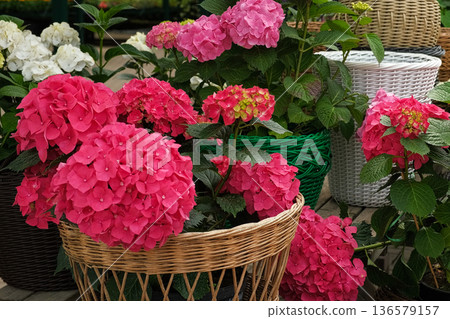 Hydrangea paniculata and conifer. Beautiful Garden path made of natural stones, gravel. Huge landscaping trend. Lawn, shrubbery in the backyard. Scenic of nice landscaped. Walkway. Green home design 136579157