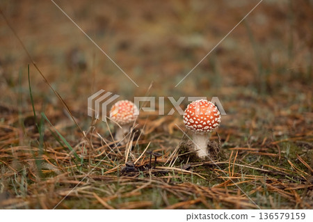 Autumn forest floor with moss texture and mushroom. Autumnal Park. Beautiful fall nature. Mossy Woodland with cones, roots, pine needles. Ecology environment. Climate change. Earth Tones. Green lichen Autumn forest floor with moss texture and mushroom. Autumnal Park. Beautiful fall nature. Mossy Woodland with cones, roots, pine needles. Ecology environment. Climate change. Earth Tones. Green lichen 136579159