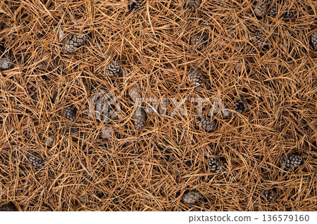 Autumn forest floor with moss texture and mushroom. Autumnal Park. Beautiful fall nature. Mossy Woodland with cones, roots, pine needles. Ecology environment. Climate change. Earth Tones. Green lichen Autumn forest floor with moss texture and mushroom. Autumnal Park. Beautiful fall nature. Mossy Woodland with cones, roots, pine needles. Ecology environment. Climate change. Earth Tones. Green lichen 136579160