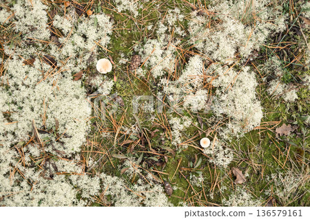 Autumn forest floor with moss texture and mushroom. Autumnal Park. Beautiful fall nature. Mossy Woodland with cones, roots, pine needles. Ecology environment. Climate change. Earth Tones. Green lichen Autumn forest floor with moss texture and mushroom. Autumnal Park. Beautiful fall nature. Mossy Woodland with cones, roots, pine needles. Ecology environment. Climate change. Earth Tones. Green lichen 136579161