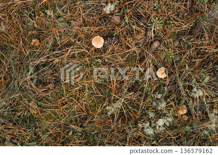 Autumn forest floor with moss texture and mushroom. Autumnal Park. Beautiful fall nature. Mossy Woodland with cones, roots, pine needles. Ecology environment. Climate change. Earth Tones. Green lichen Autumn forest floor with moss texture and mushroom. Autumnal Park. Beautiful fall nature. Mossy Woodland with cones, roots, pine needles. Ecology environment. Climate change. Earth Tones. Green lichen 136579162