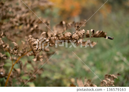 Autumn Natural Background. Dry leaves, brown stems. Pastel neutral colors. Fall idyllic landscape. Abstract trendy earth tones. Ochre colored aesthetic photo backdrop. Minimal style. Unity with nature Autumn Natural Background. Dry leaves, brown stems. Pastel neutral colors. Fall idyllic landscape. Abstract trendy earth tones. Ochre colored aesthetic photo backdrop. Minimal style. Unity with nature 136579163