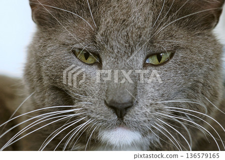 Big gray lazy cat lies, yawns and meows. Close-up of a cat's head and muzzle. Feline saying meow, posing, stretching. Sleepy kitty. Funny domestic animals humor. Happy pets. Lovely Resting Pose. Big gray lazy cat lies, yawns and meows. Close-up of a cat's head and muzzle. Feline saying meow, posing, stretching. Sleepy kitty. Funny domestic animals humor. Happy pets. Lovely Resting Pose. 136579165