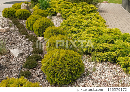 Frontyard Paver Walkway. Beautiful Ornamental Garden landscape design. Path made of natural stones, gravel. Landscaping modern trend. Lawn, shrubbery in the backyard. Abundance Of Plants Shrubs, Trees 136579172