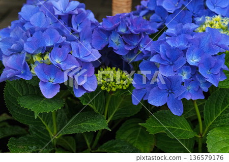 Hydrangea blooming. Blue heads of hydrangea flower petals. Beautiful Garden. Landscaping trend. Shrubbery purple blooms, leaves in the backyard. Scenic of nice landscaped. Green home design. Closeup Hydrangea blooming. Blue heads of hydrangea flower petals. Beautiful Garden. Landscaping trend. Shrubbery purple blooms, leaves in the backyard. Scenic of nice landscaped. Green home design. Closeup 136579176